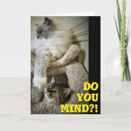 Gatos divertidos, tarjeta