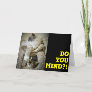 Gatos divertidos, tarjeta