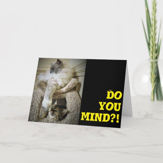 Gatos divertidos, tarjeta (Anverso)