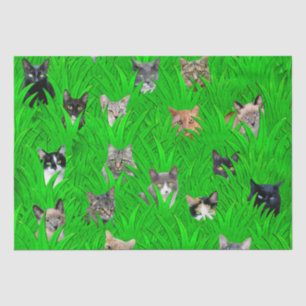 Gatos en papel seda de la hierba