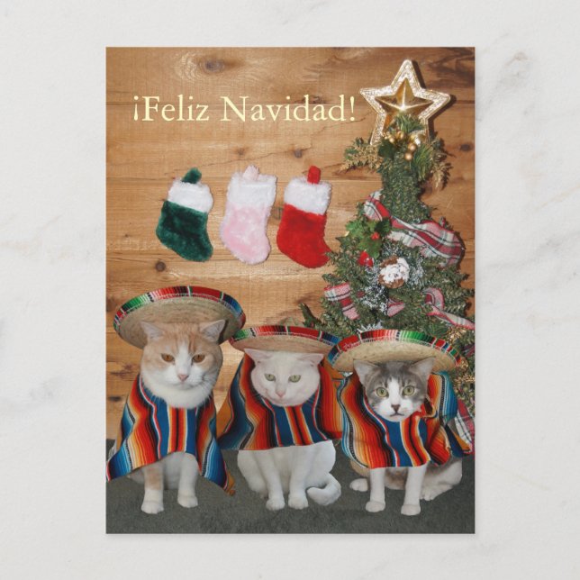 Gatos/gatitos divertidos Feliz Navidad (Anverso)