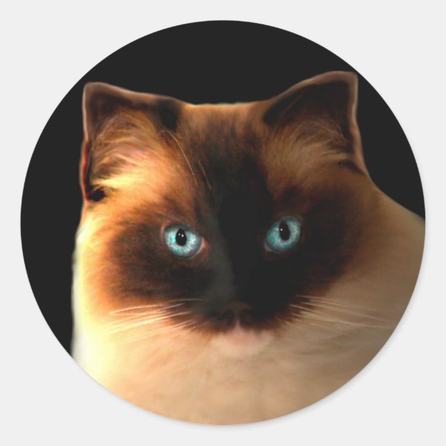 Gatos Gatos Gatos Ragdoll Ragdolls Pegatinas Kitty (Anverso)