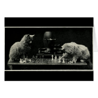 Gatos jugando al ajedrez