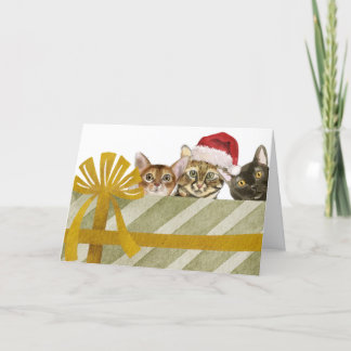 Gatos Lindos y Paquete de Navidad