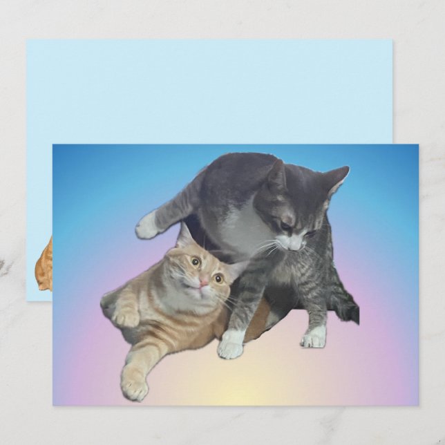 Gatos locos - Taz y Tito Bandito (Anverso / Reverso)