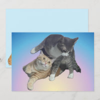 Gatos locos - Taz y Tito Bandito