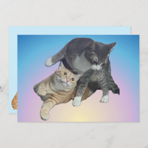 Gatos locos - Taz y Tito Bandito