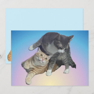 Gatos locos - Taz y Tito Bandito