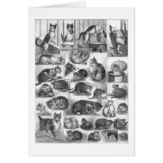 Gatos, Louis Wain (Frente)