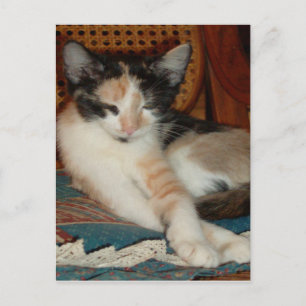 Gatos Maulladores 23 Tarjeta Postal