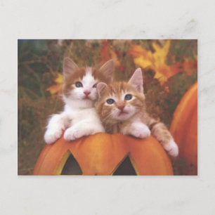 Gatos preciosos de calabaza - Tarjetas de Personal
