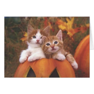 Gatos preciosos de calabaza - Tarjetas de Personal