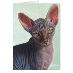 Gatos Sunitha del gato de la esfinge de Sphynx