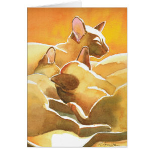 Gatos sunshine siameses