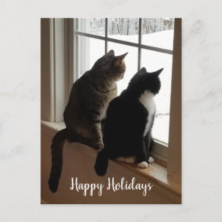 Gatos Tabby y Blanco y Negro Tarjeta Postal de Ven