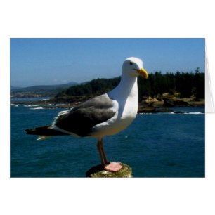 Gaviota