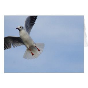 Gaviota