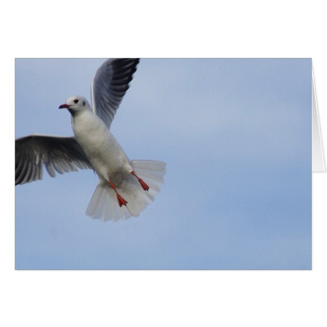 Gaviota (Anverso (Horizontal))
