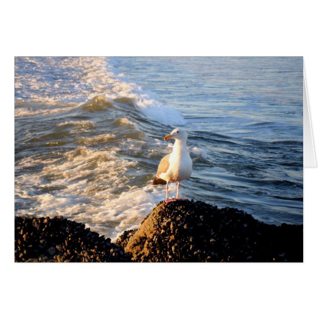 Gaviota (Anverso (Horizontal))