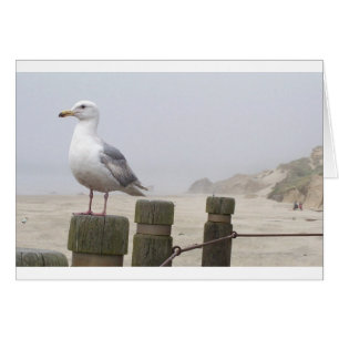 Gaviota