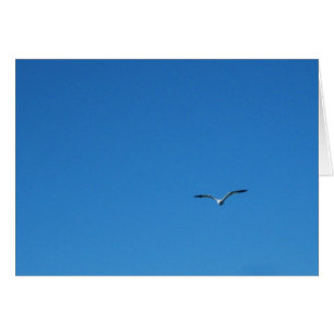 Gaviota