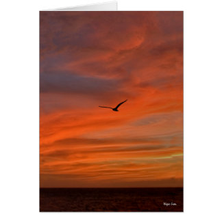 Gaviota al atardecer en la costa de Texas