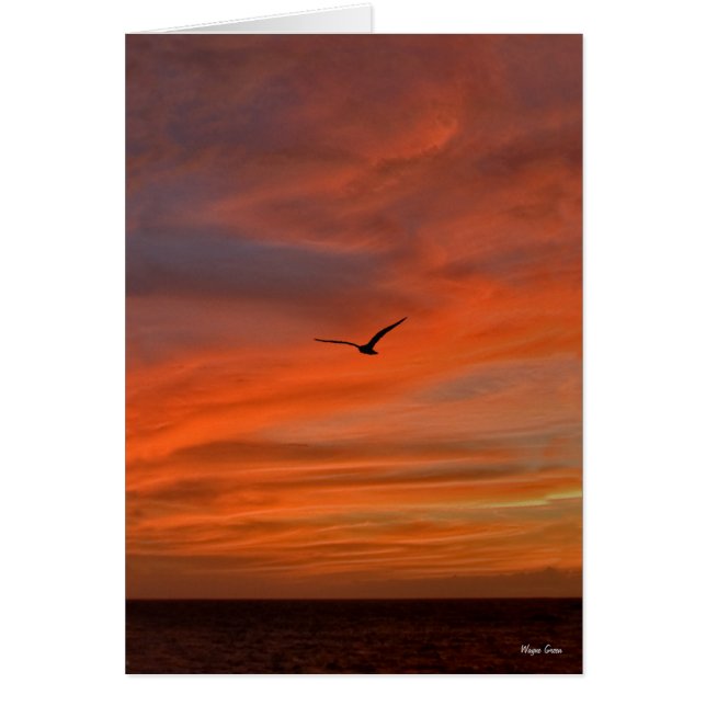 Gaviota al atardecer en la costa de Texas (Frente)