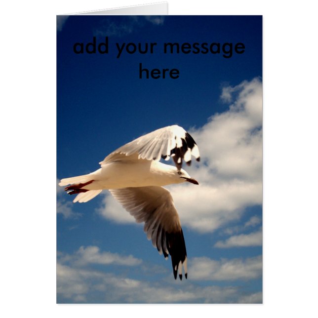 Gaviota Blanca Voladora, (Frente)