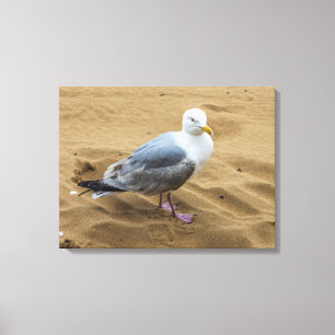 Gaviota con una huella de lienzo en la playa de ar