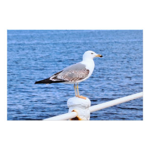 Gaviota Constanta Rumania – Fotografía del Mar Neg