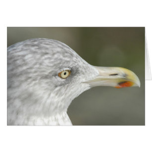 Gaviota de arenques