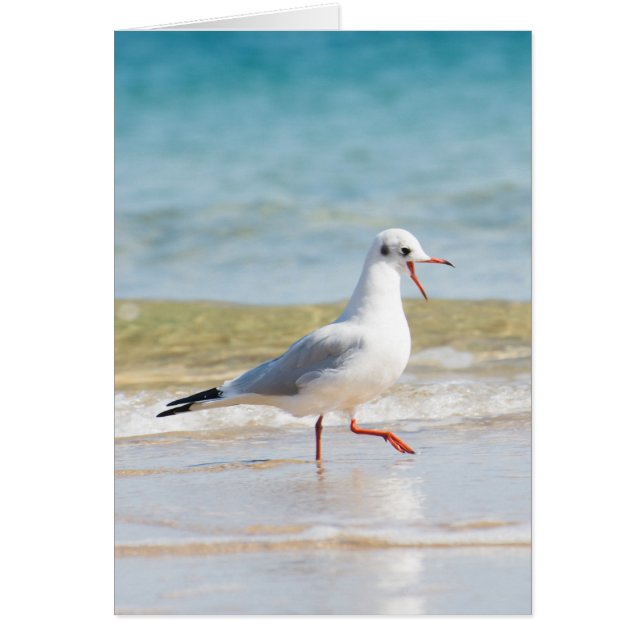 Gaviota divertida (Frente)