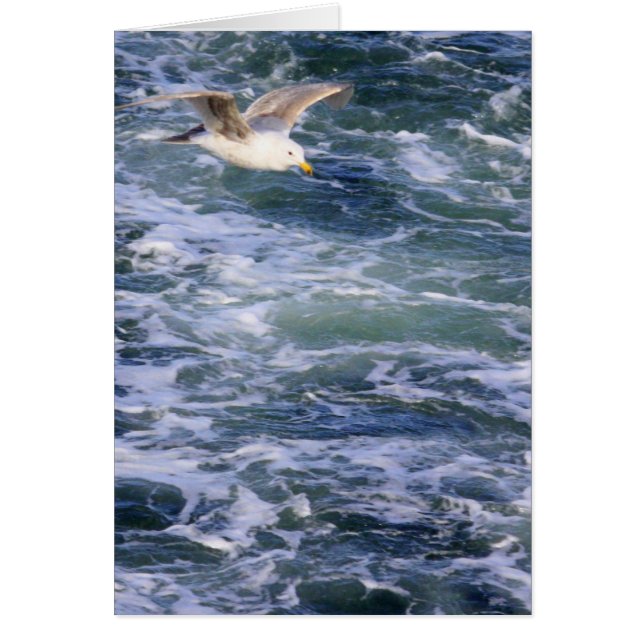 Gaviota en el agua (Frente)