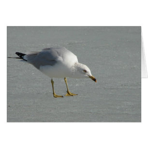 Gaviota en el hielo del río Misisipi