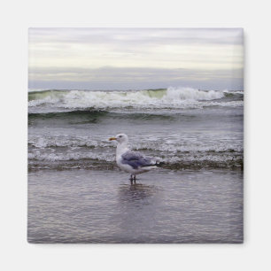 Gaviota en el imán del océano