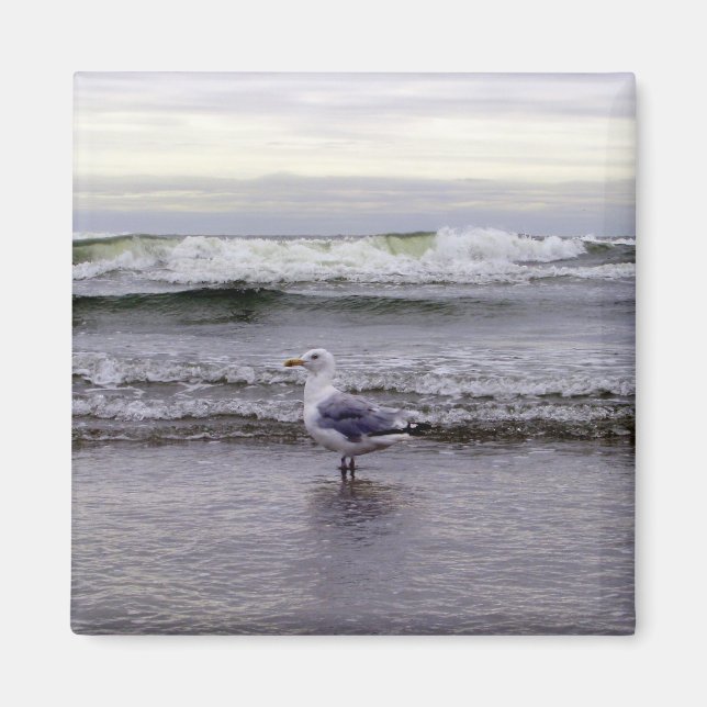 Gaviota en el imán oceánico (Frente)