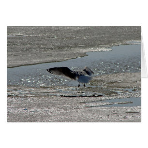Gaviota en hielo del río