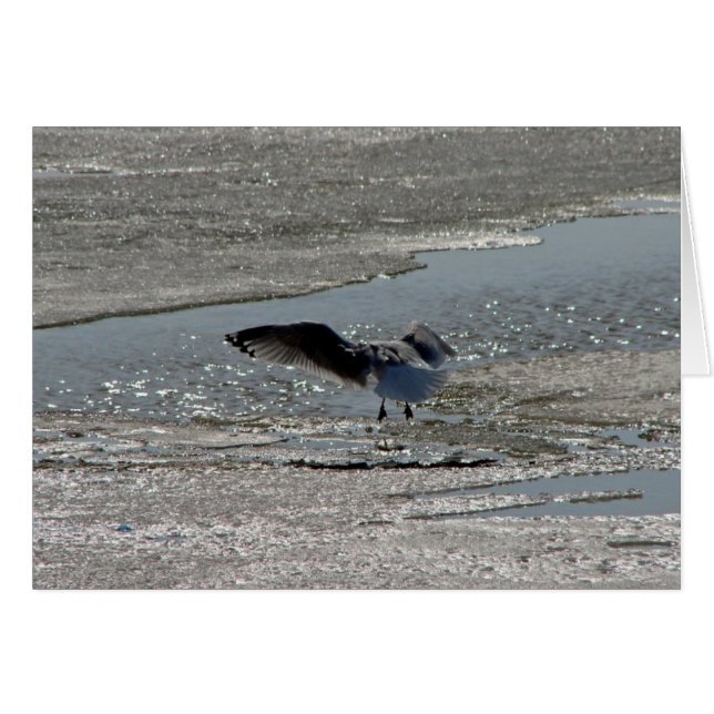 Gaviota en hielo del río (Anverso (Horizontal))