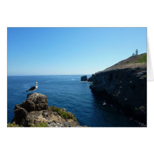 Gaviota en la isla Anacapa en Channel Islands