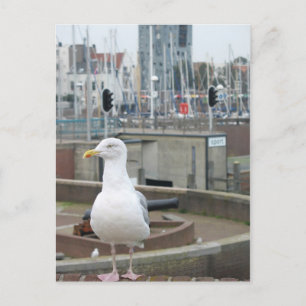Gaviota en la pared de ladrillo en la postal de la