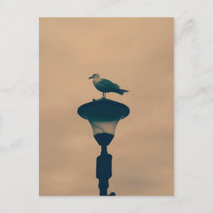 Gaviota en la postal de la lámpara de la calle