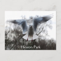 Gaviota en postal de vuelo