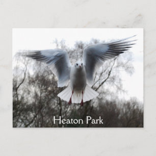 Gaviota en postal de vuelo