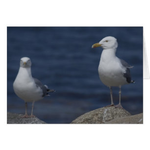 Gaviota En Rock