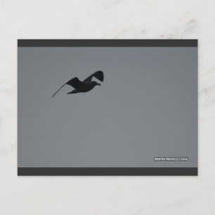 Gaviota en Silhouette   Postal Blue Beach Song™