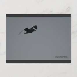 Gaviota en Silhouette | Postal Blue Beach Song™