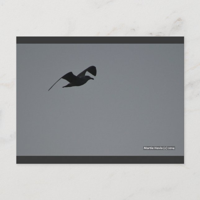 Gaviota en Silhouette | Postal Blue Beach Song™ (Anverso)