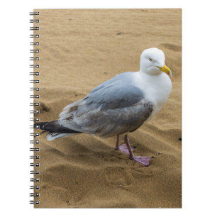 Gaviota en un cuaderno de la playa