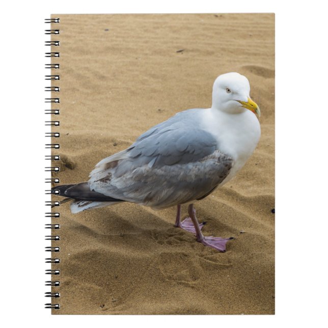 Gaviota en un cuaderno de la playa (Frente)