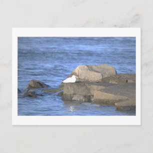 Gaviota en una postal de roca